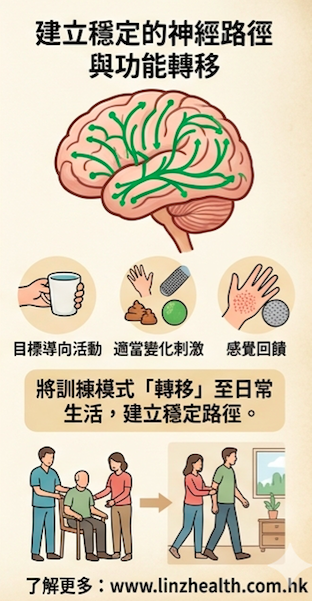 大脑调整与重组的能力- neuroplasticity 神经可塑性